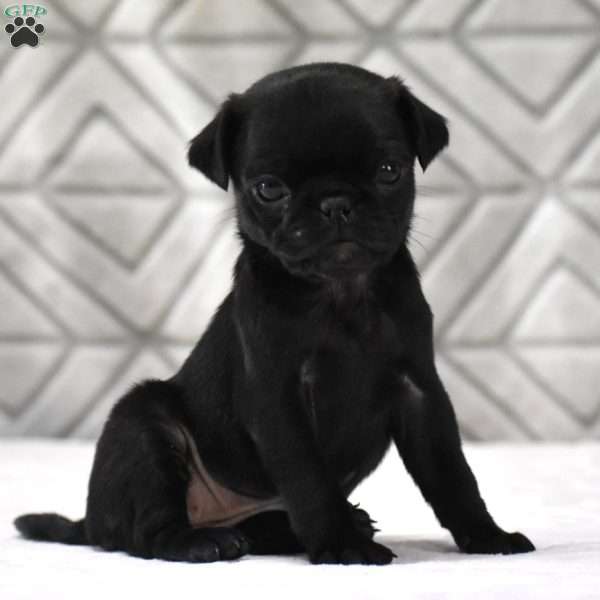 Little Lou, Pug Puppy